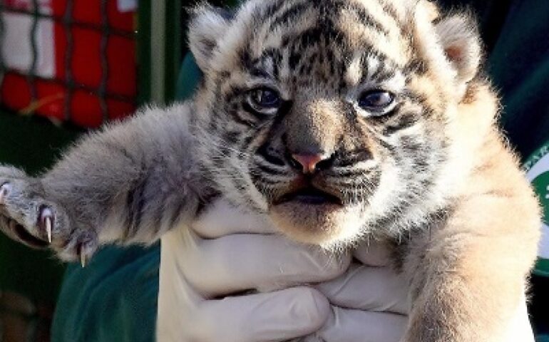 Bioparco, diamo un nome alla cucciola di Tigre di Sumatra