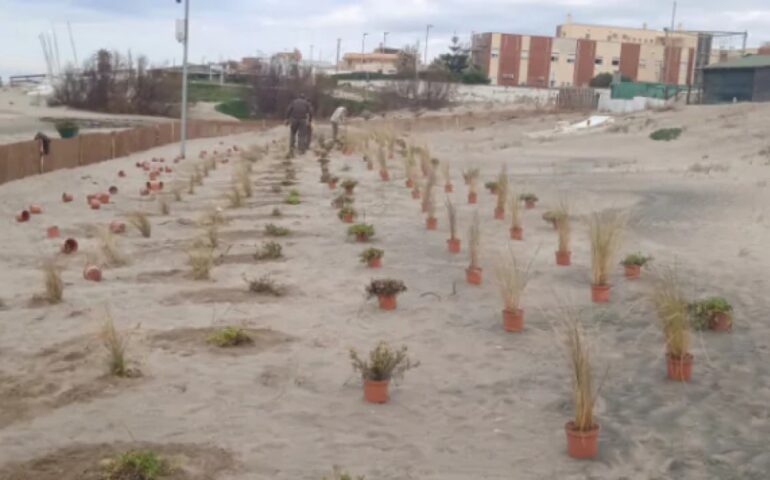 Rigenerazione delle dune a Torvaianica: un progetto ecologico di ricostruzione ambientale