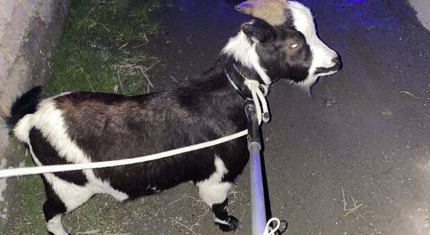 Cerveteri, caprone scappa da un recinto e tenta di entrare in una sala da ballo