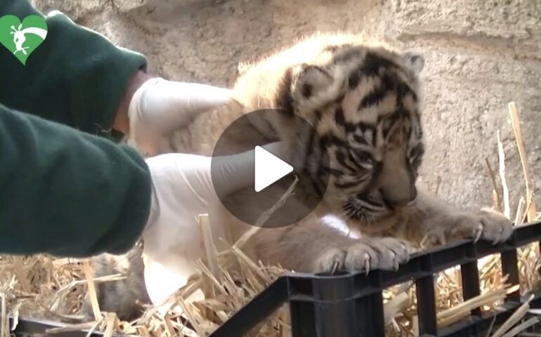 (VIDEO) Al Bioparco di Roma è nata una tigre di Sumatra: ne esistono solo 600 in tutto il mondo