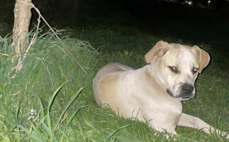 Orrore a Cinecittà: cucciolo abbandonato trovato legato a un albero, passante lo salva e ora cerca una nuova casa