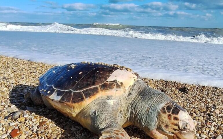 Spiaggia di Fregene: rinvenuta tartaruga Caretta Caretta morta