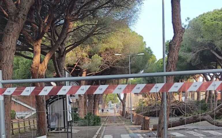 Abbattimento di 65 pini a Tarquinia Lido: critiche e proteste