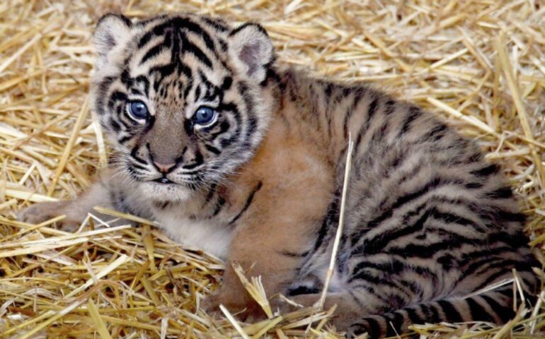 Roma, presto si potrà conoscere Kala, la cucciola di tigre di Sumatra nata al Bioparco
