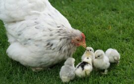 Una gallina con i pulcini