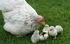 Lo sapevate? Perché si dice “Il figlio della gallina bianca”?