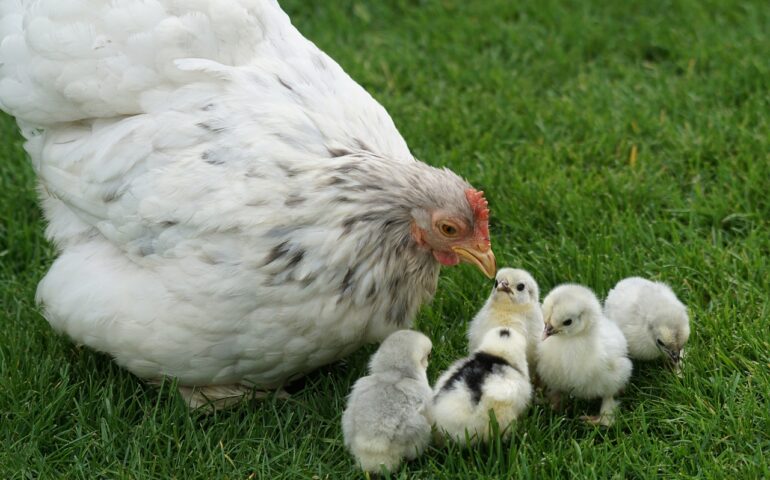 Una gallina con i pulcini