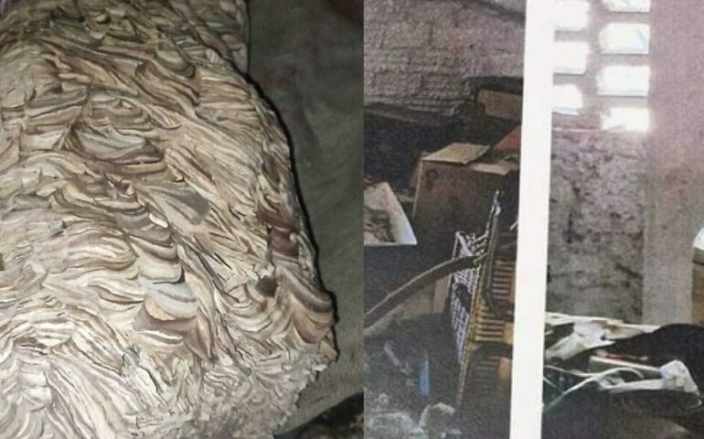 Calabrone europeo, enorme nido in una villa alle porte di Roma