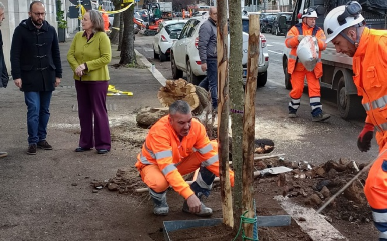 Roma, alberature stradali, effettuate numerose potature e messe a dimora di nuove piante