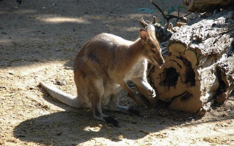 Bioparco, visita guidata in occasione de “L’ora della terra”