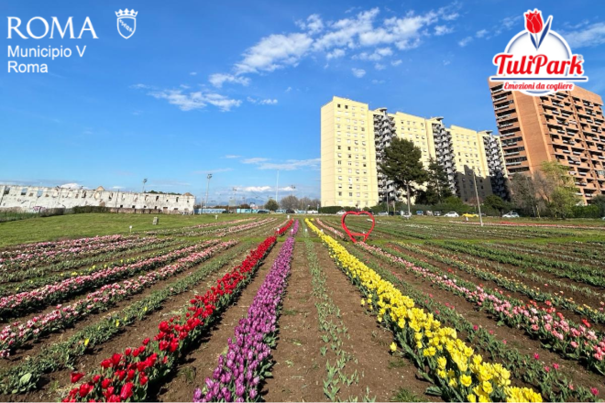 Colori e profumi al Muncipio V di Roma, apre il Tulipark