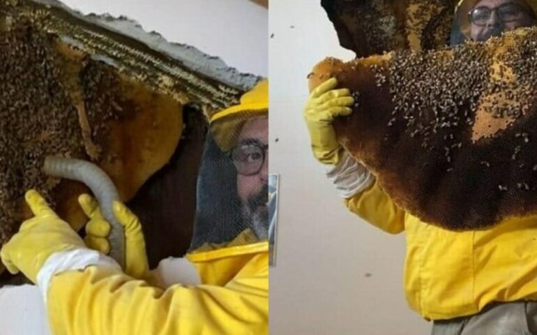Ardea, scoperte migliaia di api nell’intercapedine di una villa
