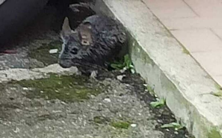 Trovato un cincillà in strada vicino a Roma. «Sembrava un topo». L’esperto: «Non è pericoloso, ma può portare malattie»