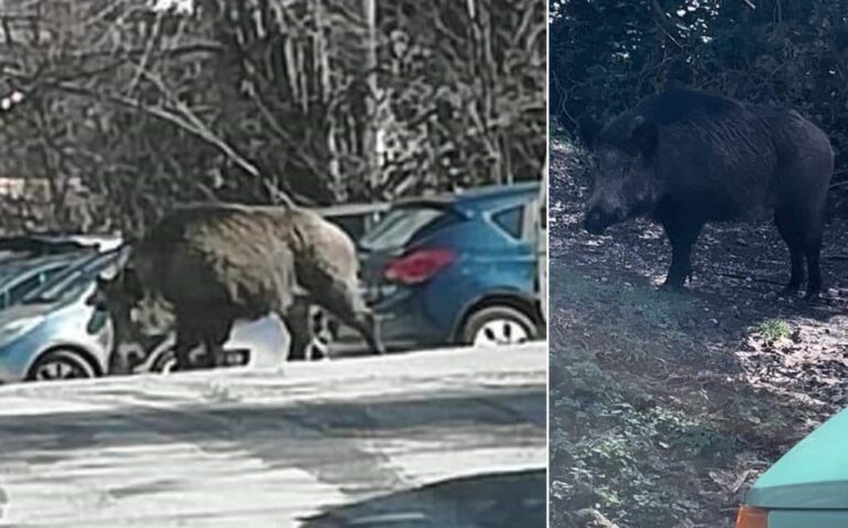 Cinghiali terrorizzano il centro di Subiaco: attaccate due donne e ferito un cane