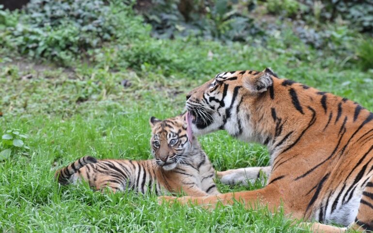 (VIDEO) Kala, la tigrotta del Bioparco di Roma: da oggi è visibile al pubblico