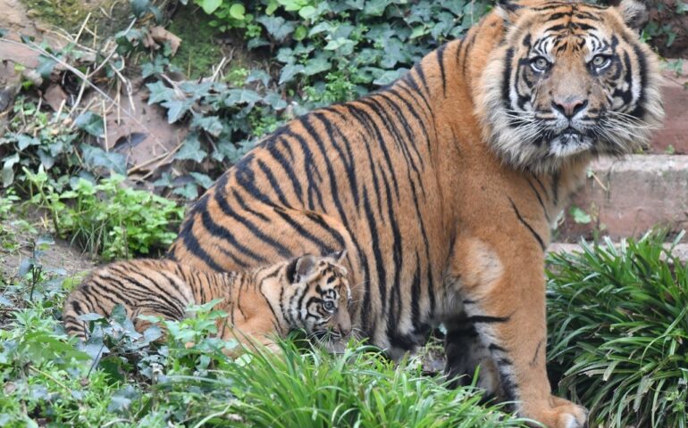 Bioparco, il 19 marzo promozione festa del papà