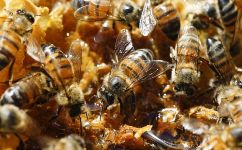 Roma, si sveglia e trova un centinaio di api nella sua camera da letto