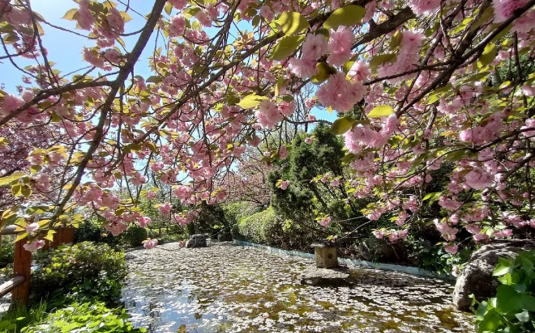 Alla scoperta dei luoghi segreti della Capitale: ciliegi in fiore, la magia dell’hanami a Roma