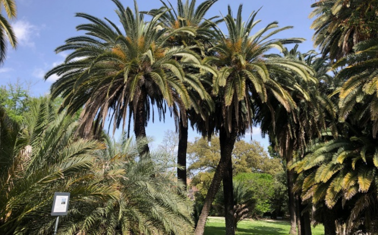 Alla scoperta di Roma: l’Orto botanico, un’oasi di pace e verde a Trastevere