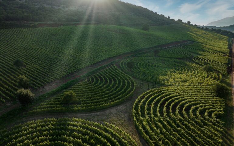 Il vigneto-labirinto più grande del mondo si trova in un’azienda del Lazio