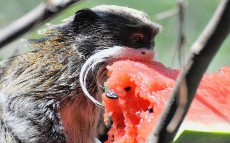 Bioparco, centro estivo dai 4 ai 12 anni