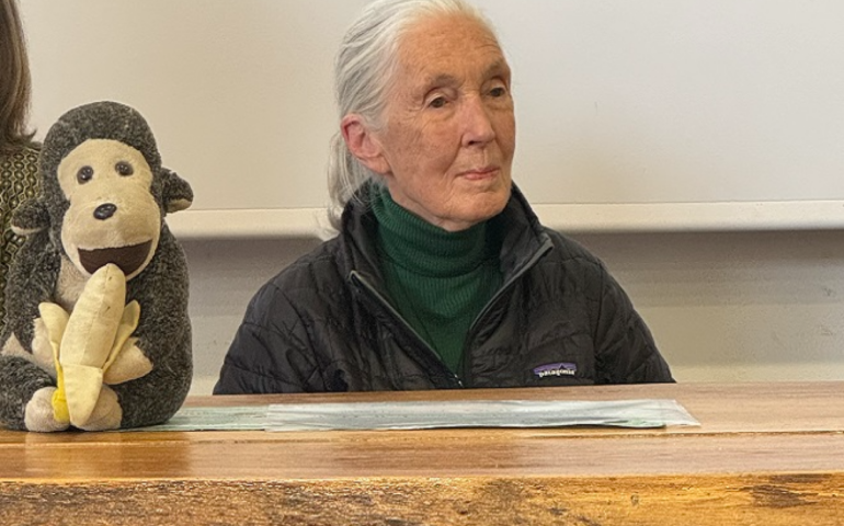 Jane Goodall al Bioparco di Roma per incontro sul benessere dei grandi primati