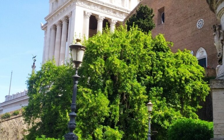 Alla scoperta di Roma. Incontri con gli alberi monumentali, quali sono e dove trovarli