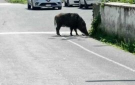 Allarme cinghiali in pieno centro a Subiaco: due donne inseguite da un grosso animale