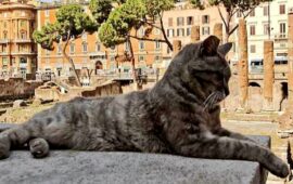 Roma, i volontari delle colonie feline in difficoltà: “Fondi esauriti, gatti a rischio”