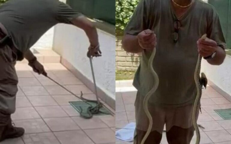 Serpenti in un cortile, panico vicino a Roma