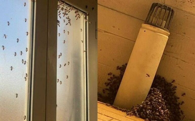 Roma, nido di 100mila api nella parete di una casa a Colle Prenestino. Insetti uccisi con l’ammoniaca