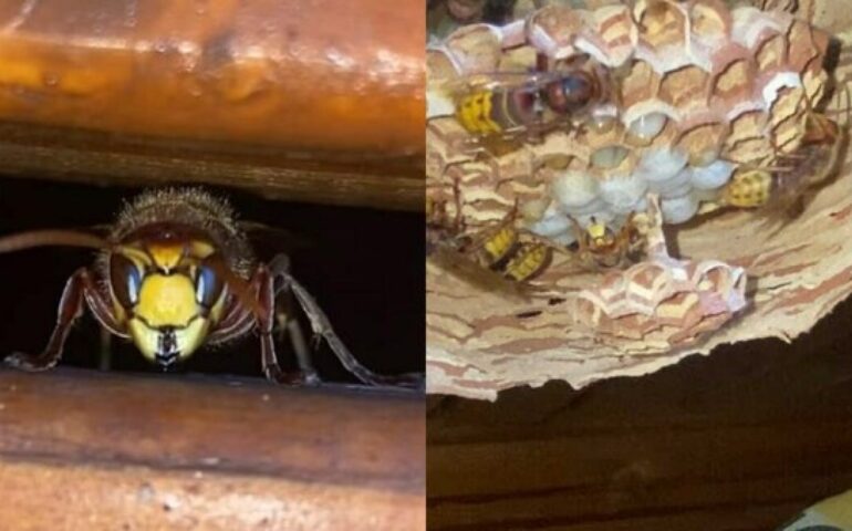 Nido di Calabrone Europeo a Roma: paura per un bambino e un’anziana a Selva Candida