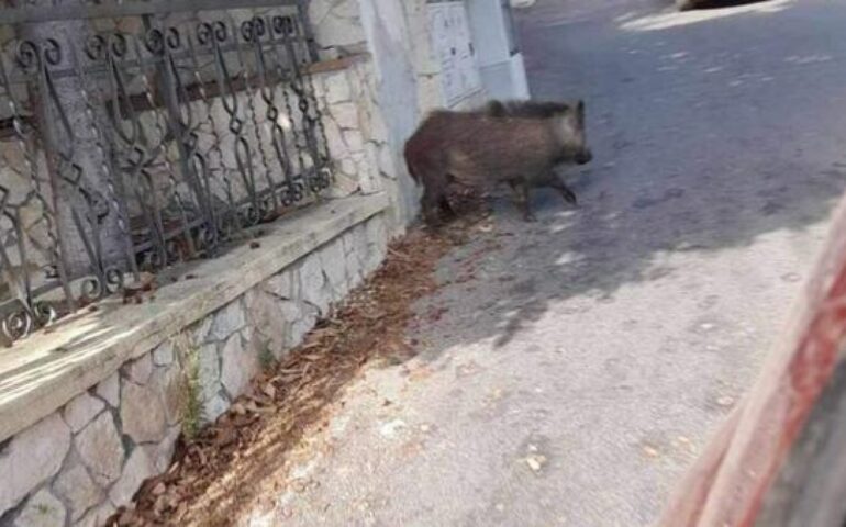Cinghiali a passeggio a Roma: avvistamenti a Settebagni e sull’Aurelia