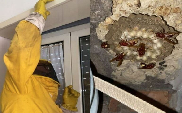 Vespa Orientalis a Roma: nido scoperto in una cucina a Labaro