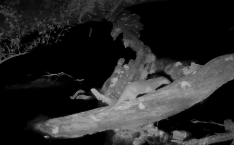 Roma, torna la lontra nel Tevere: non si vedeva da 50 anni