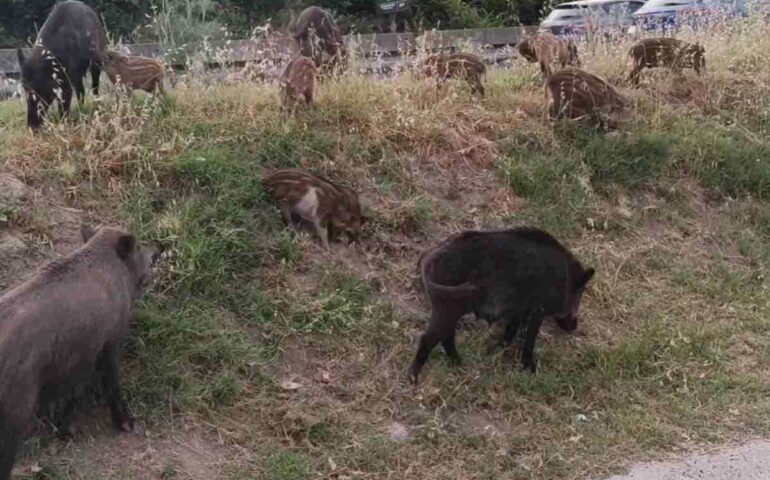 Emergenza cinghiali a Formello: avvistati 30 suini selvatici lungo la Cassia Bis
