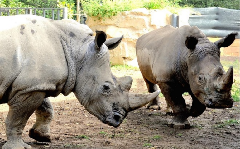 Bioparco, domenica visite guidate: alla scoperta del rinoceronte bianco