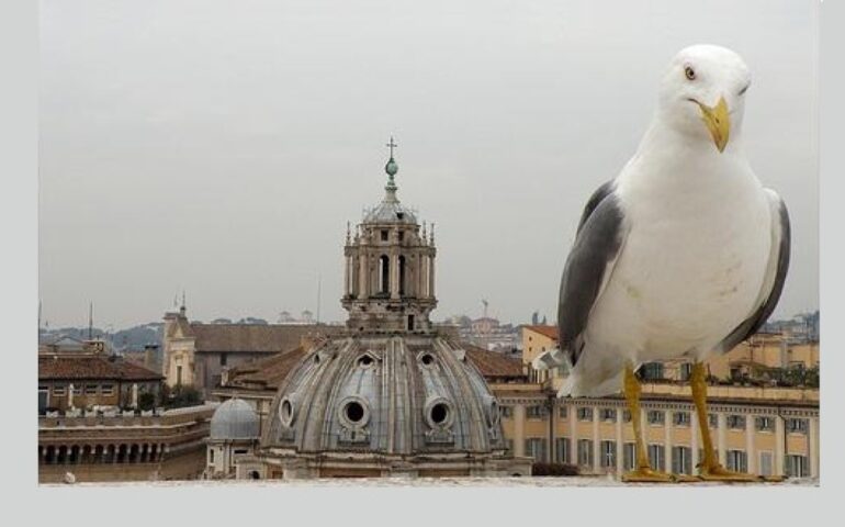 Roma: turista cattura un gabbiano per una foto, il video di Salvo Sottile denuncia l’accaduto