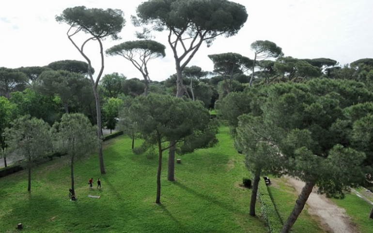 Villa Glori, al via trattamenti antiparassitari sui pini