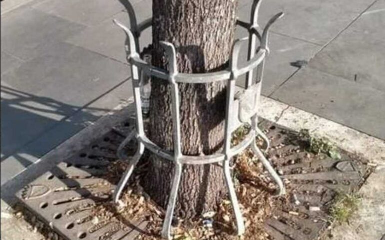 Le griglie metalliche stanno danneggiando gli alberi di Roma: l’appello degli ambientalisti all’assessora Alfonsi