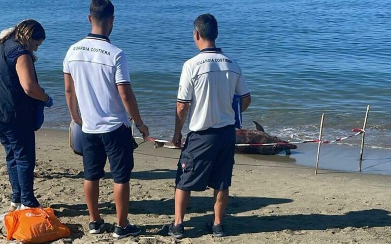Fregene, secondo delfino trovato morto sulla spiaggia in 20 giorni: che cosa sta succedendo?
