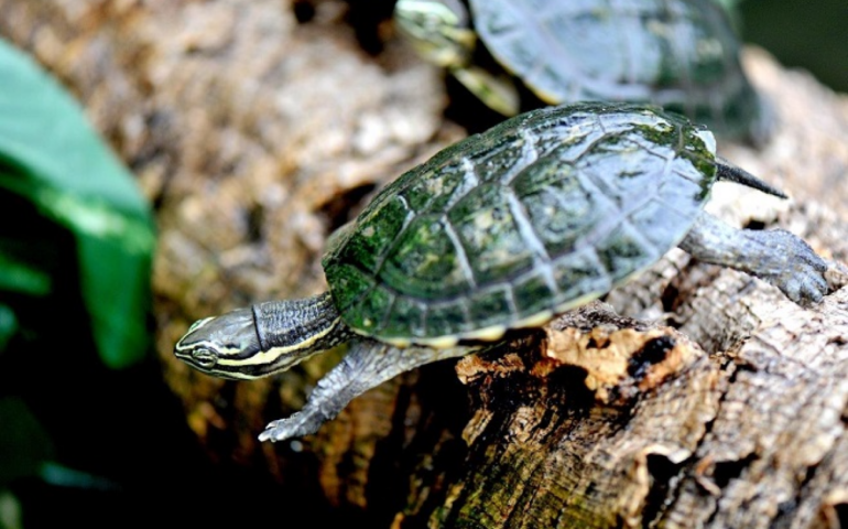 Bioparco, domenica dedicata al gibbone dalle guance bianche e alla testuggine foglia del Vietnam