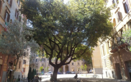 Il leccio secolare del Flaminio