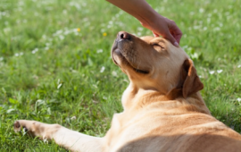 Un cane
