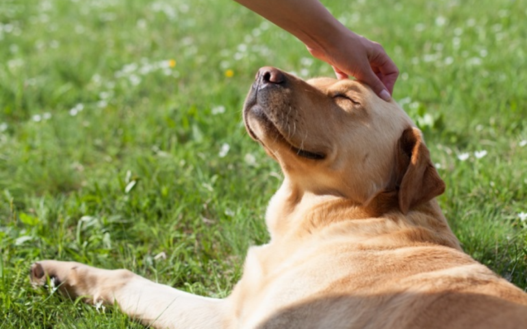 Un cane