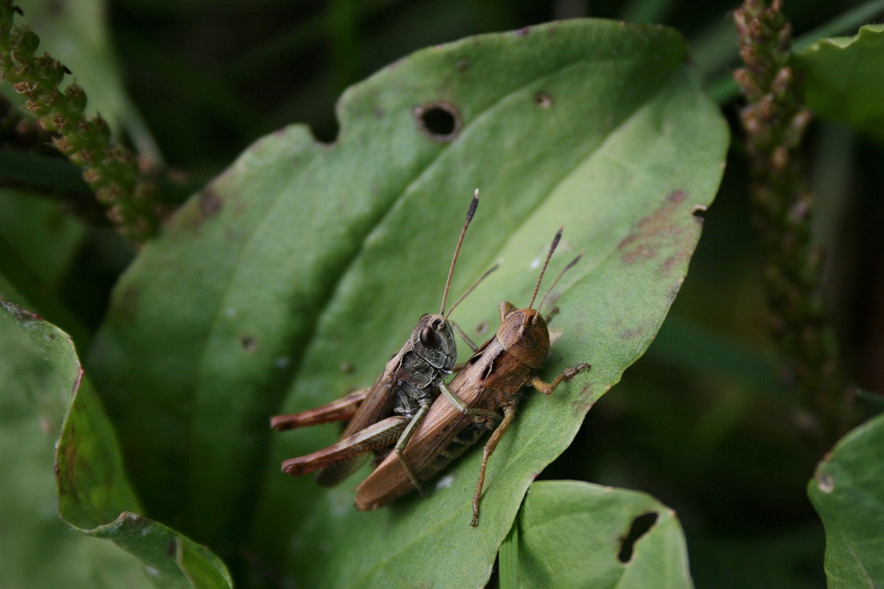 Cavalletta