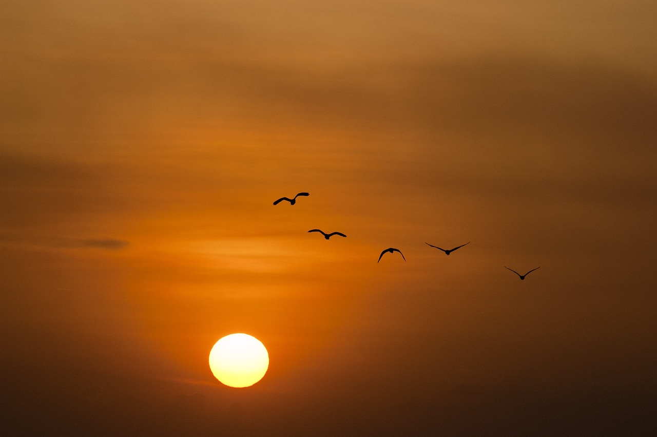 Volo di uccelli al tramonto