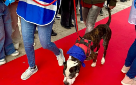 I cani del canile per le adozioni