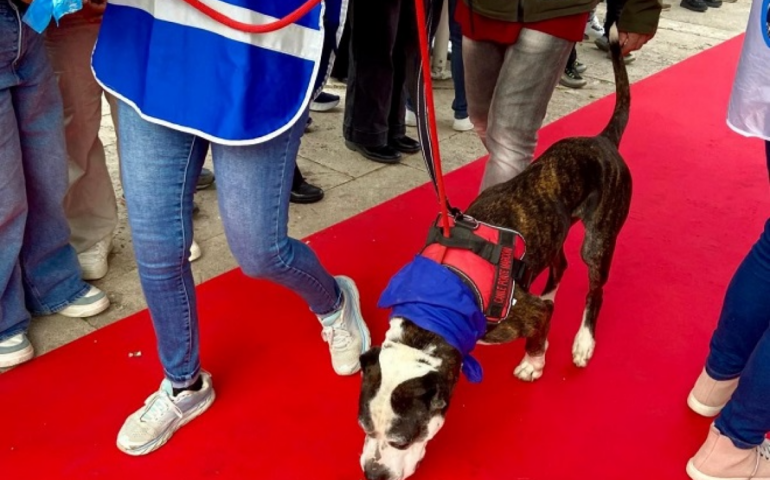 I cani del canile per le adozioni