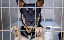 Un cane in un canile